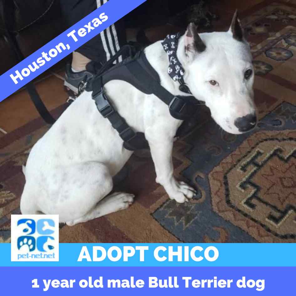 Chico - Bull Terrier Puppy For Adoption in Houston Texas