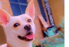 Chihuahua Blue Heeler Mix Dog Adoption Bryan Texas