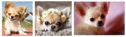 Chihuahua dog breed pictures