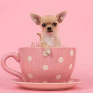 Chihuahua in Teacup