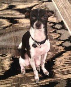 Italian greyhounds for adoption near you - rehome adopt an italian greyhound