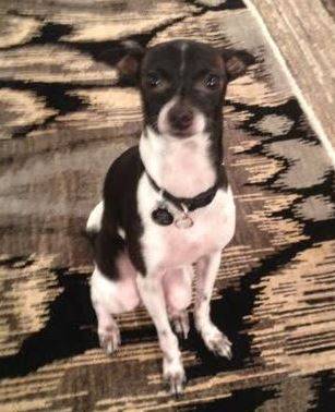 Sweet sammy – tiny lap dog seeks loving home with stay at home single or couple – supplies included