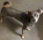 Chi-Pins For Adoption Near You - Adopt A Chipin Chihuahua Miniature Pinscher MinPin Mix Dog
