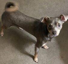 Chihuahua Minpin Dog For Adoption Harker Heights Houston TX