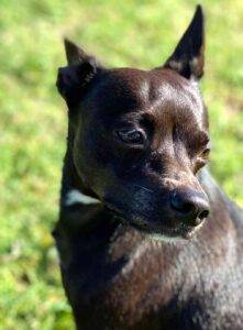 Chihuahua mix dog adoption vermont 1
