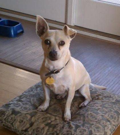 Aimee – sweet chihuahua mix seeks quiet home with people to adore her – san jose
