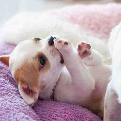 Adopt a Chihuahua Puppy