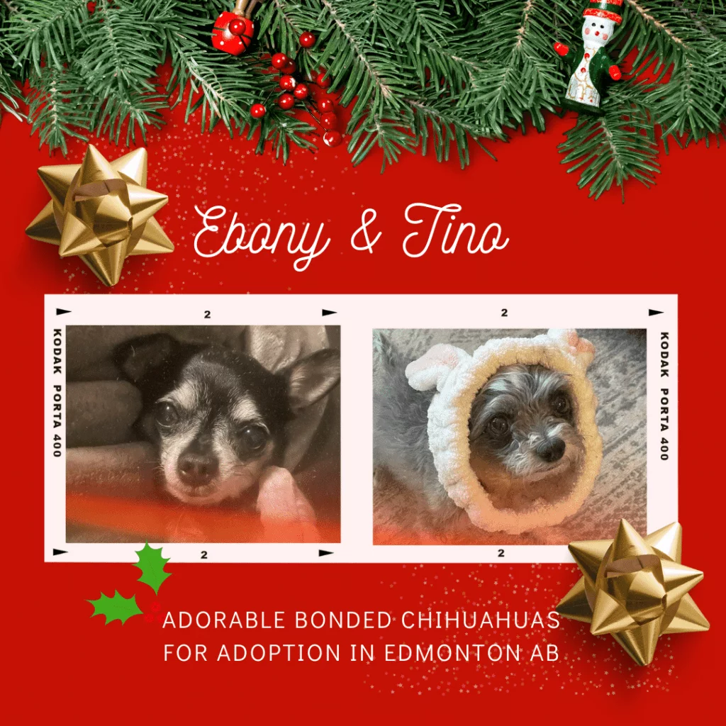 Chihuahuas for adoption in edmonton ab