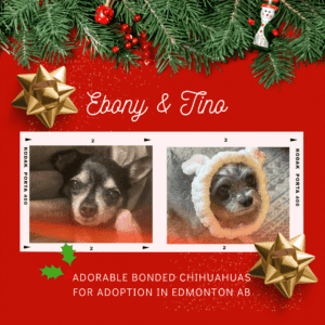 Bonded chihuahuas for adoption in edmonton ab – supplies included – adopt tino &  ebony