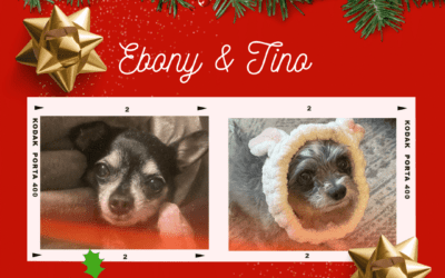 Bonded Chihuahuas For Adoption in Edmonton AB – Supplies Included – Adopt Tino & Ebony