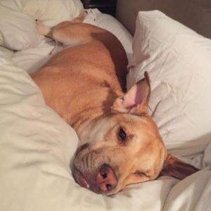 Chinese Shar Pei Mix Dog For Adoption in Chicago