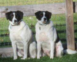 Beagle border collie mix dogs to adopt in nyc