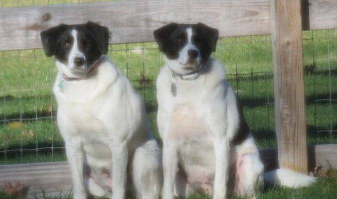 Beagle Border Collie Mix Dogs To Adopt in NYC