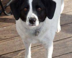 Beagle border collie mix dogs to adopt in nyc