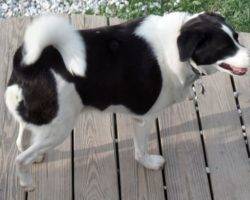 Beagle border collie mix dogs to adopt in nyc