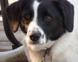 Beagle border collie mix dogs to adopt in nyc