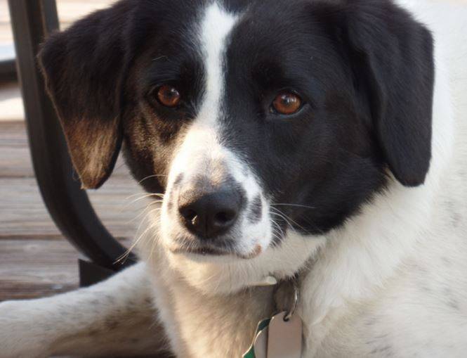 Chip and Ava Border Collie Beagle Mix Dogs For Adoption