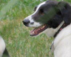 Beagle border collie mix dogs to adopt in nyc