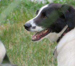 Beagle border collie mix dogs to adopt in nyc