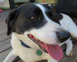 Beagle border collie mix dogs to adopt in nyc