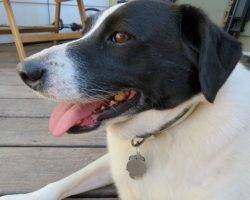 Beagle border collie mix dogs to adopt in nyc