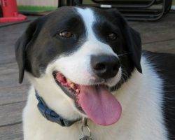 Beagle border collie mix dogs to adopt in nyc