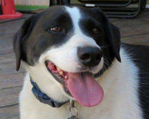 Border Collie Beagle Mix Dogs For Adoption Near NYC Newark
