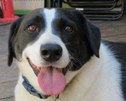 Beagle border collie mix dogs to adopt in nyc