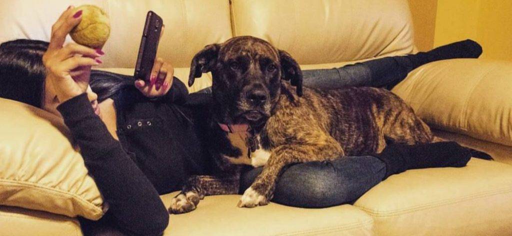 Chloe - cane corso labrador retriever mix dog for adoption in ontario