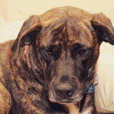 Chloe - Cane Corso Labrador Retriever Mix Dog For Adoption In Ontario 2