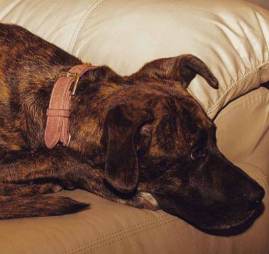 Chloe - cane corso labrador retriever mix dog for adoption in ontario 2