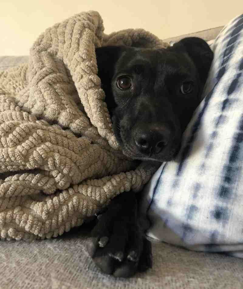 Chloe lab mix dog for adoption in los angeles ca 1