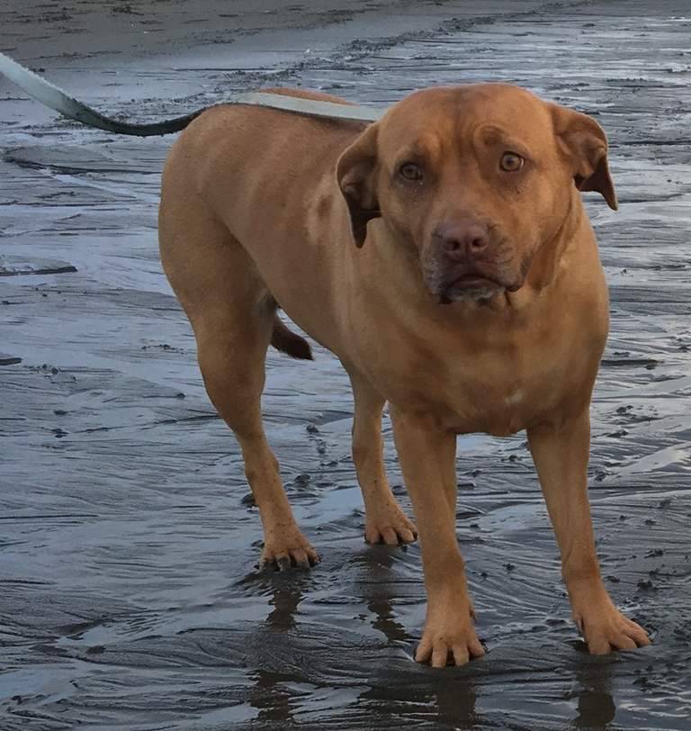 Sonoma ca pitbull shar pei lab mix dog for adoption