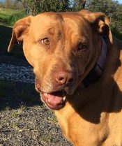Chloe - Pitbull Shar Pei Lab Mix For Adoption Sonoma CA 3