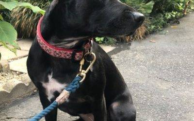 Los angeles ca – small black labrador retriever mix dog for private adoption – meet chloe