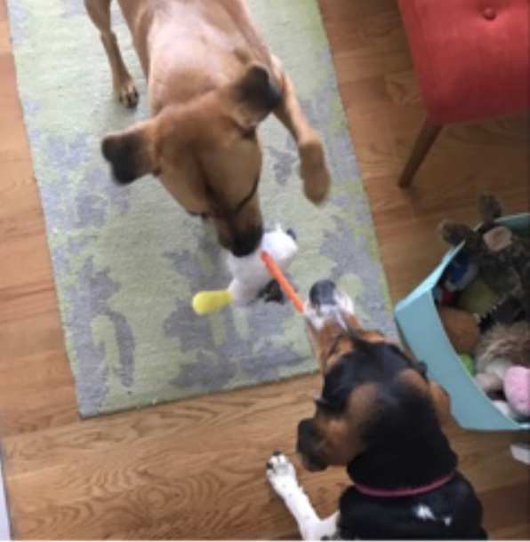 Chloe pointer beagle mix dog for adoption long island ny 7