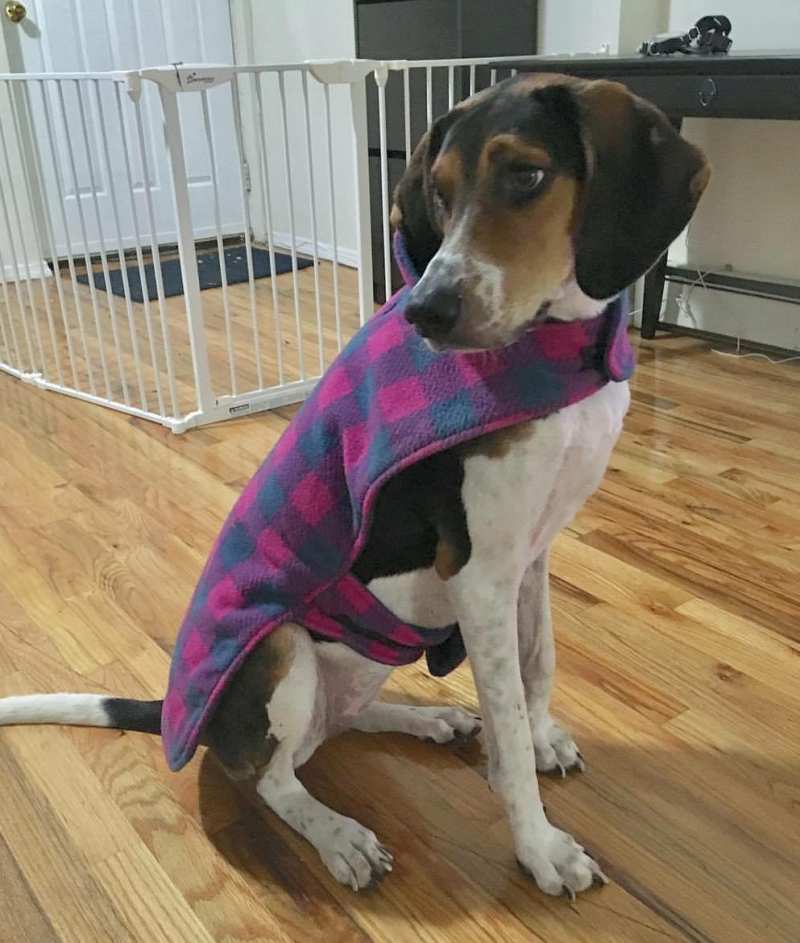 Chloe Pointer Treeing Walker Coonhound Mix Dog for adoption Long Island NY 7