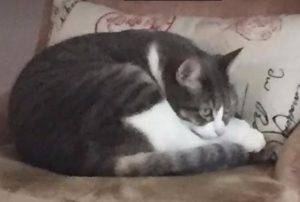 Chloe - tuxedo tabby cat for adoption in chicago