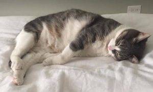 Chloe - tuxedo tabby cat for adoption in chicago