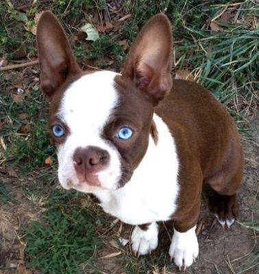 Chocolate boston terrier with blue eyes