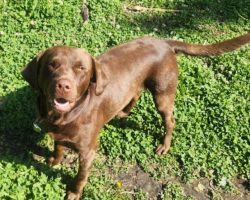 Labrador retriever for adoption