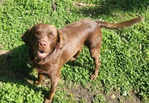 labrador retriever for adoption