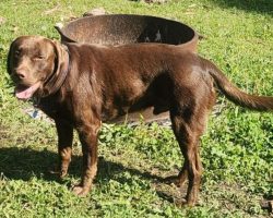 Labrador retriever for adoption