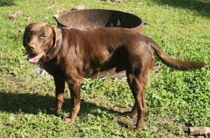 labrador retriever for adoption