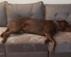 Labrador retriever for adoption