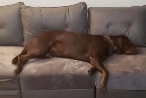 labrador retriever for adoption