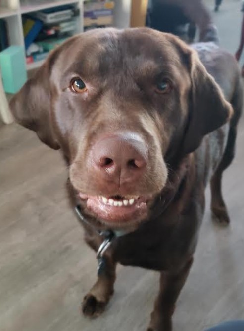 Purebred chocolate labrador retriever for adoption in edmonton ab- meetrufus