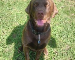 Labrador retriever for adoption