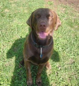 labrador retriever for adoption