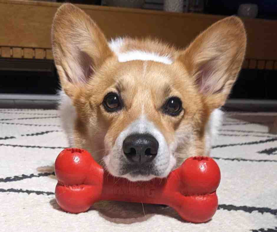 Adorable Pembroke Welsh Corgi for Adoption in Vancouver BC – Meet Choji